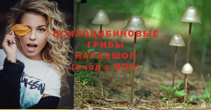 Псилоцибиновые грибы Psilocybe  что такое наркотик  Калач 